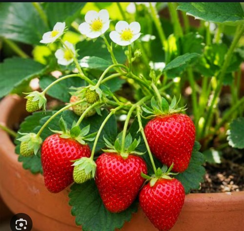Great price 25x organic - price,