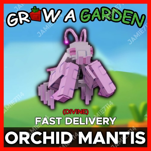Orchid mantis cheapest - mantis, |